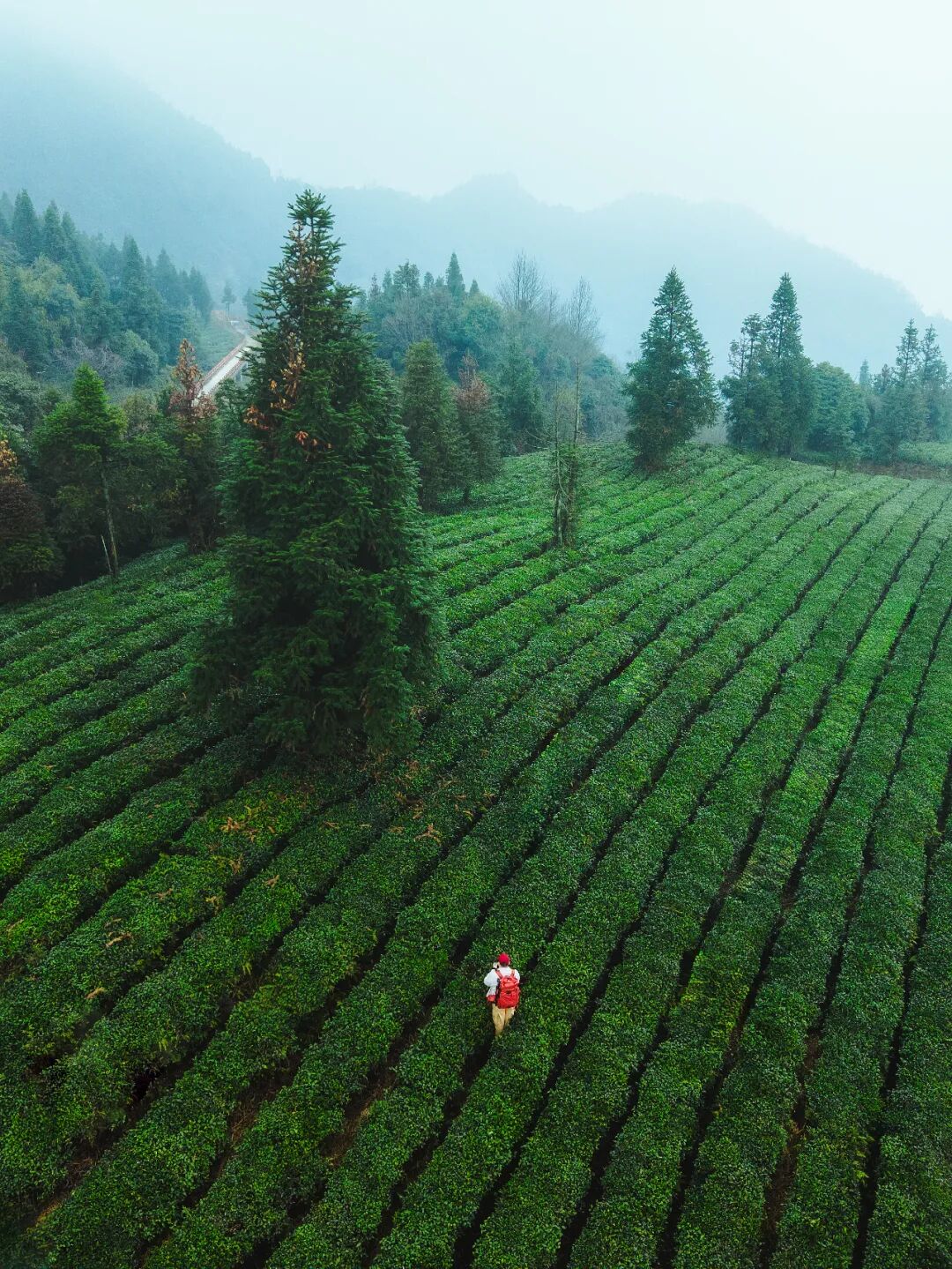 黄了！新挖周边赏秋秘境，徒步拿奖牌沉浸剧本杀！古道茶海天梯密林，银杏美翻了！